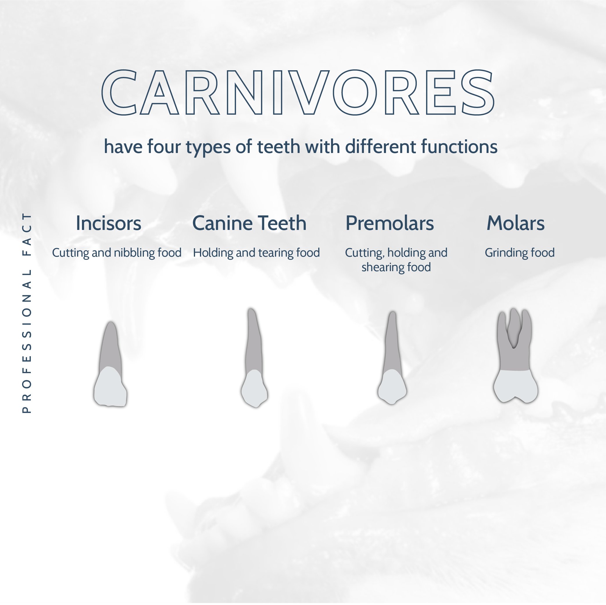 Did You Know Carnivores have Four Types of Teeth